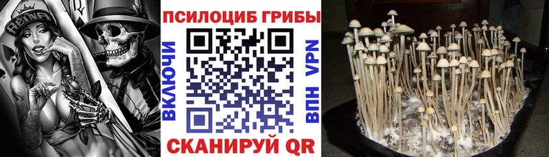 Купить закладки  Сысерть  Псилоцибиновые грибы Psilocybe 